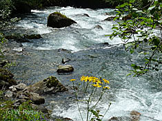 Der bedrohte Debantbach im Debanttal bei Lienz