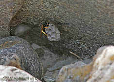 Feldwespen-Nest an der Isel