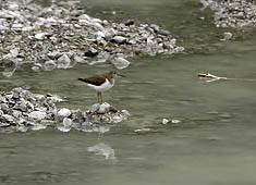 Flussuferläufer – Brutvogel an der Isel