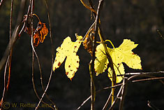 Wilder Hopfen an der Isel