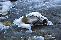 Winterliche Isel in Prägraten