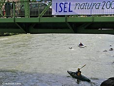 Mimi schwimmt in der Isel weiter