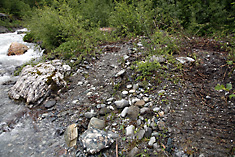 Raupenspuren an einem Tamariskenstandort des Mullitzbaches