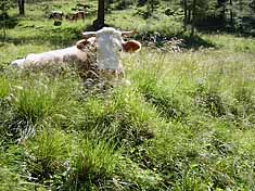 Rinderweiden als Opfer für TIWAG-Pumpspeicher Landeck/Landegg?