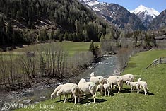 Isel, Schafe in Prägraten