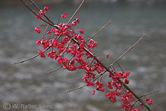 Fruchtender Spindelstrauch an der Isel