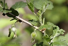 wilde Stachelbeeren in einer Isel-Au