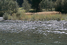 Tamarisken und Uferreitgras an der Schwarzach
