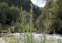 Tamariske, blühend und fruchtend, im Virgental (August 2014)