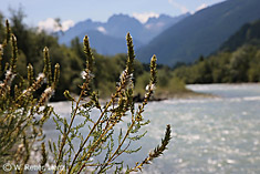 Tamarisken - zugleich fruchtend und blühend - an der Isel