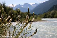 Deutsche Tamariske an der Isel, fruchtend