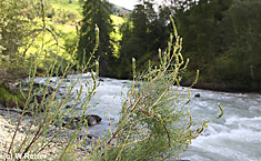 Blühende Tamarisken am Tauernbach