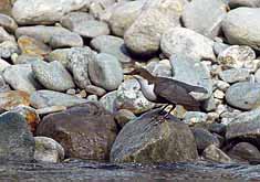 Die Wasseramsel lebt auch an der Isel