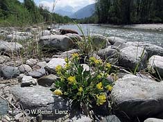 Blüten an der Isel (Wundklee)